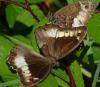Hipparchia sp.
